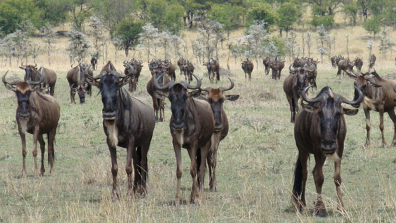 Tansania & Uganda Afrika & mehr